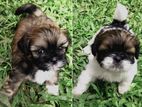 Shih Tzu Puppies