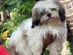 Shih Tzu Puppies