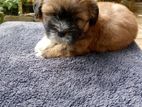 Shih Tzu Puppies