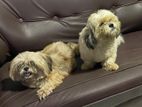 Shih Tzu Puppies