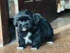 Shih Tzu Puppies Shihtzu