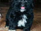 Shih Tzu Puppies