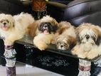 Shih Tzu Puppies