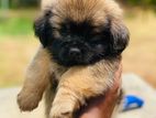 Shih Tzu Puppies - ෂිට්සු බලු පැටවුන්