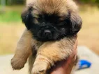 Shih Tzu Puppies - ෂිට්සු බලු පැටවුන්