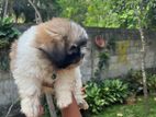 Shih Tzu Puppies (Tri Color)