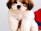 Shih Tzu Puppies