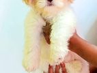 Shih Tzu Puppies