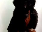Shih Tzu Puppy