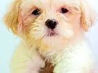 Shih Tzu Puppies