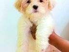Shih Tzu Puppies
