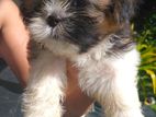 Shih Tzu Puppies