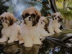 Shih Tzu Puppies