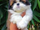 Shih Tzu Puppies