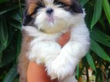 Shih Tzu Puppies