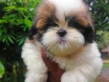 Shih Tzu Puppies