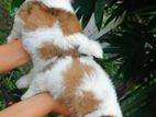 Shih Tzu Puppies(KASL)