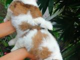 Shih Tzu Puppies(KASL)