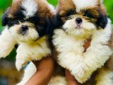 Shih Tzu Puppies(KASL)