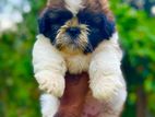 Shih Tzu Puppies