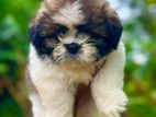 Shih Tzu Puppies