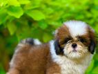 Shih Tzu Puppies (kasl Reg)