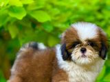 Shih Tzu Puppies (kasl Reg)