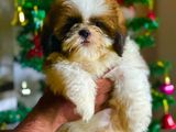 Shih Tzu Puppies (kasl Reg)