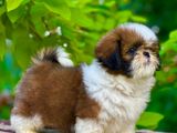 Shih Tzu Puppies(kasl Reg)