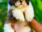 Shih Tzu Puppies