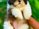 Shih Tzu Puppies