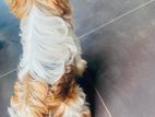 Shih Tzu Puppy - Chilaw
