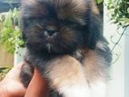 Shih Tzu Puppy | Dog