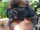 Shih Tzu Puppy | Dog