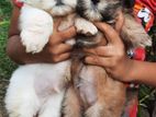 Shih Tzu Puppy