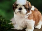 Shih Tzu Puppy Double