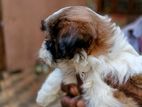 Shih Tzu Puppy – Female