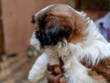 Shih Tzu Female Puppy