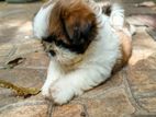 Shih Tzu Female Puppy
