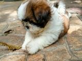 Shih Tzu Female Puppy