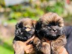 Shih Tzu Puppy Female