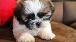 Shih Tzu Puppy - Female
