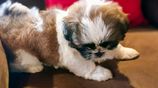 Shih Tzu Puppy - Female