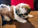 Shih Tzu Puppy - Female