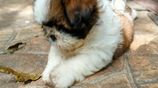 Shih Tzu Puppy - Female
