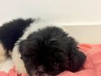 Shitzu Puppy for Kind Home