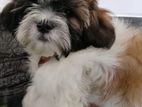 Shih Tzu Puppy