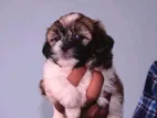 ShihTzu Puppy