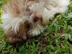 Shih Tzu Puppy
