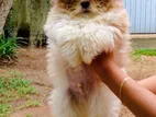 Shih Tzu Puppy